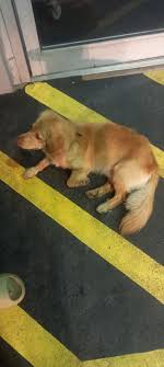 Lost Dogs/Pets of Trinidad and Tobago