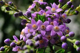Image result for Eriosema pauciflorum