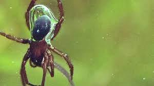Last week in our series 'life in the jungle' we looked at some of the most fascinating jungles in the world. Incredible This Underwater Spider Has An Actual Scuba Tank Youtube