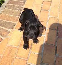 Greenfield puppies has puppies for sale in ohio! Black Boerboel Puppies For Sale Uk North