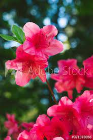 Azalea Flowering Shrub Rhododendron Closeup Ad Flowering Azalea Shrub Closeup Rhododendron In 2020 Flowering Shrubs Azaleas Shrubs