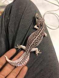 Black And White Leopard Gecko Drawing Black And White Leopard Gecko In 2020 Cute Reptiles Leopard Gecko Cute Leopard Gecko