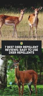Strong smelling plants like onions and garlic make a good deer deterrents. 7 Best Deer Repellent Reviews For A Deer Resistant Garden