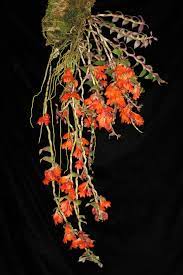 Dendrobium Wentianum 1269 Dendrobium Orchids Growing Orchids Orchids Garden