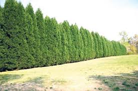 Schnellwachsende Hecke Immergruen Leyland Zypresse Hinterhof Baume Hinterhof Privatsphare Landschaftsbau