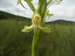 Image result for Habenaria aberrans