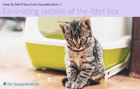 In this article we will help you understand all of these points, so let's start with how you can tell if your. How To Tell If Your Cat S Secretly Sick