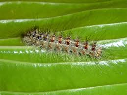 Все форумы > Гусеница непарного шелкопряда