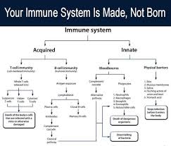 Timeless Immune System Flowchart Worksheet Digestive System