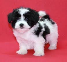 Baby Black And White Papillon Papitese Papillon Maltese Mix For Sale Maltese Puppy Puppies Cute Baby Animals