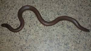 نتیجه جستجوی لغت [headed] در گوگل