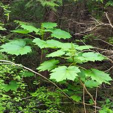 Image result for Astropanax