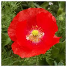 Image result for Poppy Red 1995 AAV