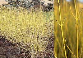 Image result for Sericorema sericea