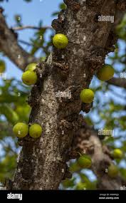 Image result for Ficus sansibarica