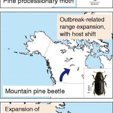 Eu exit and tree and forestry pests and diseases. Pdf Forest Insects And Climate Change
