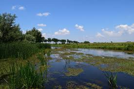 Parcul natural comana) is a protected area situated in romania, in the administrative territory of giurgiu county. Parcul Natural Comana