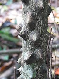 Image result for Zanthoxylum lindense