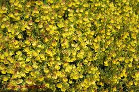 Image result for Hermannia eenii