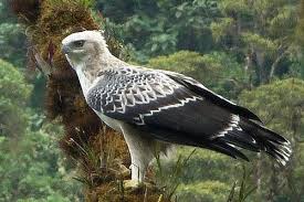 Check spelling or type a new query. 12 Jenis Burung Elang Terpopuler Dari Seluruh Dunia Si Binatang