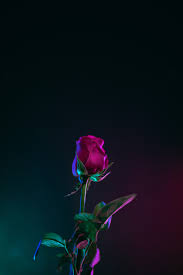 Pin By Kaylee Israel On Wallpaper Rose Pictures Rose Flower Photos Rose Wallpaper