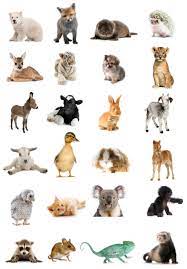 Oct 08, 2018 · so, if you think you know a lot about animals and feel keen to learn more; Quiz Most People Can T Identify These Baby Animals On This Picture Can You