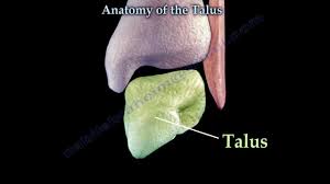 Image result for Talus