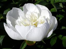 Peony Immaculee Pfingstrosen Pflanzen Und Blumen