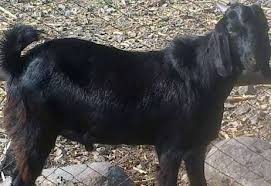 Male Live Goat Rs 360 Kilogram Al Ameen Meat Mart Id 12688536562