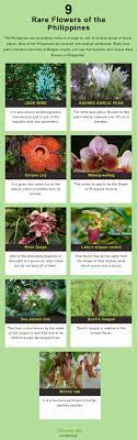 9 Rare Flowers Of The Philippines Rare Flowers Flowers Online Online Flower Delivery