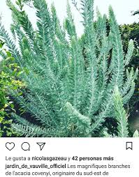 epingle par gabriel robardey sur mallorca jardins vauville acacia