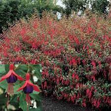 Hardy Red Fuchsia Fuchsia Plant Fuchsia Plant Care How To Attract Hummingbirds