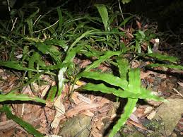 Image result for Loxogramme abyssinica