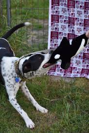 Shollies may not be as popular as other border mixes, but they got the impeccable intelligence unlike with purebred border collies, mixed breeds are unpredictable. Dog For Adoption Buster A Border Collie German Shorthaired Pointer Mix In Bryan Tx Petfinder