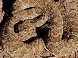 Maybe you would like to learn more about one of these? North Dakota Snakes Pictures And Identification Help