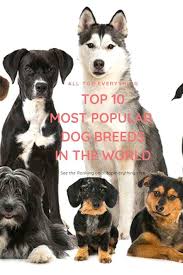 Top 10 Most Popular Dog Breeds In The World In 2020 Popular Dog Breeds Most Popular Dog Breeds Dog Breeds