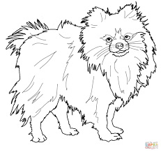 Na tej można wydrukować wybrany rysunek pies i znaleźć inne obrazki do kolorowania. Pomeranian Coloring Book The Pomeranian Dog Coloring Page To View Printable Version Or Color Dog Coloring Page Animal Coloring Pages Puppy Coloring Pages