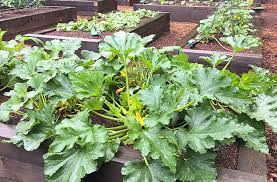 Maybe you would like to learn more about one of these? Squash Vine Borer Prevention Control Joe Gardener
