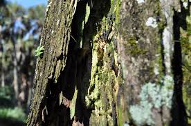The trunk is the single most important natural structure of a tree. Princeton Tree Care