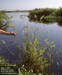 Image result for Echinochloa brevipedicellata
