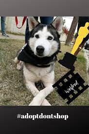 Meet Wolfred Dog Insurance Animal Shelters Near Me Sick Pets