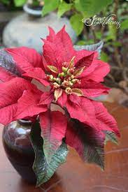 Red Sugar Poinsettia Poinsettia Flowers Red