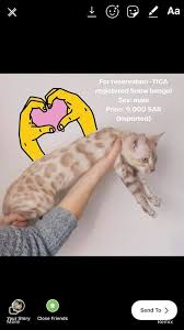Browse our selection of exotic cars for sale. Bengal Cats Saudi Arabia Home Facebook