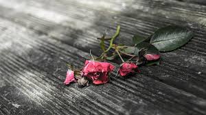 Check spelling or type a new query. Patah Hati Kefanaan Hari Valentine Mawar Kering Simbol Pikist