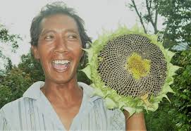 Meskipun begitu, bunga matahari yang saya tanam bisa tumbuh dengan cukup baik. Cara Gambar Bunga Matahari