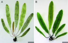 Image result for Aponogetonaceae