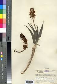 Image result for Aloiampelos tenuior