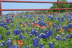 Flower is an unincorporated community in braxton county, west virginia, united states. 15 Amazing Things You Should Know About Texas Bluebonnets Kera News