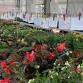 MayFair Plant Sale at 2nd Street Market