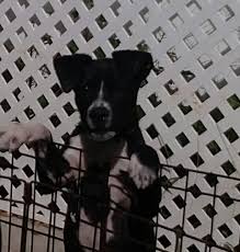 We have been rescuing and finding homes for unwanted pets since july 2001. Lake Nona Petsmart Lotsa Love Pet Rescue Adoptions Facebook